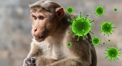 Este es el potencial virus MORTAL que contrajo un hombre después de ser atacado por un mono