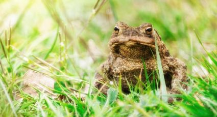 El veneno del sapo psicodélico: ¿Un nuevo tratamiento para la depresión?