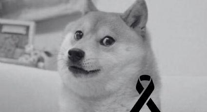 ¿De qué murió Kabosu, el perro del meme Doge HOY viernes 24 de mayo?