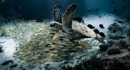 El extraño fenómeno en el fondo del mar que no tiene explicación científica