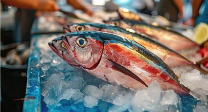 ¿Cuál es mejor? Estas son las diferencias entre el pescado azul y el blanco