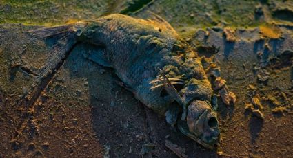 Las altas temperaturas no perdonan, sequía provoca muerte masiva de peces en Chihuahua