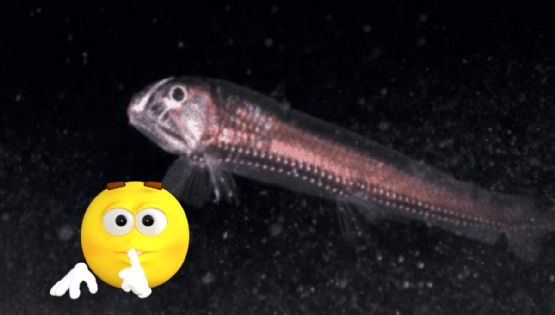 Estos son los animales más extraños que viven en las zonas más profundas y oscuras del mar