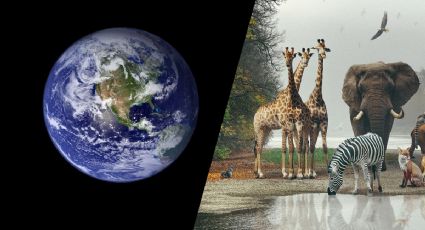 ¿Cuánto tiempo tardaría la Tierra en regenerarse si los seres humanos se extinguieran y desaparecieran para siempre?