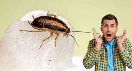 ¿Les tienes miedo? La ciencia descubre sorprendente especie de cucaracha carnívora