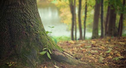 Árboles milenarios: El experimento que podría cambiar el curso del cambio climático