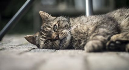 Los gatos SÍ sufren la muerte de otra mascota en el mismo hogar