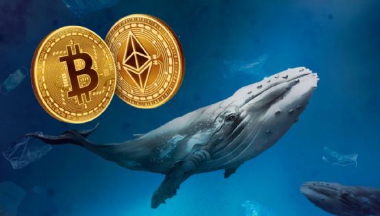 Cripto Whales 2024: ¿Cuáles son las ballenas con más Bitcoin?