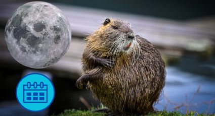 ¿En qué fecha de noviembre es la Superluna del Castor y por qué se le conoce con ese nombre?