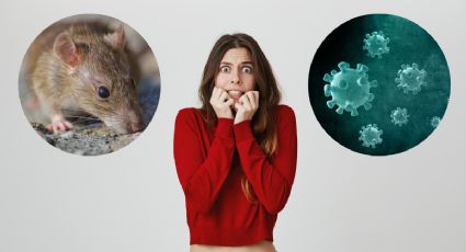 ¿Ratas podrían transmitir virus como el COVID? Nuevo estudio alemán demuestra que es posible