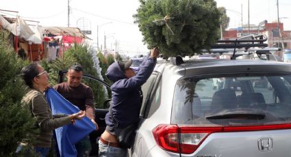 ¿Dónde comprar tu árbol de Navidad natural si vives en Puebla?