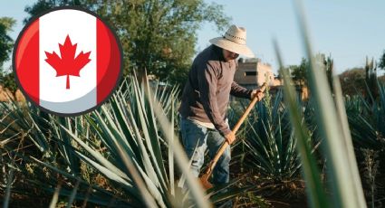 Ofrecen empleo PERMANENTE en Canadá a mexicanos SIN estudios con sueldo de 25 mil pesos a la semana