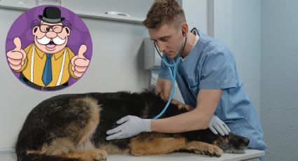 Veterinarias del Dr. Simi: ¿Cuánto me costará la consulta para llevar a mi mascota?