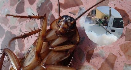 ¿Cómo acabar con la plaga de cucarachas en época de calor? Estas son las recomendaciones de ChatGPT
