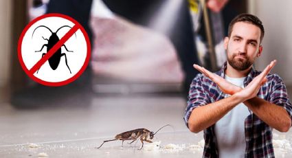 ¿Cómo eliminar el nido de cucarachas en época de calor según la IA? Aquí los tips más efectivos