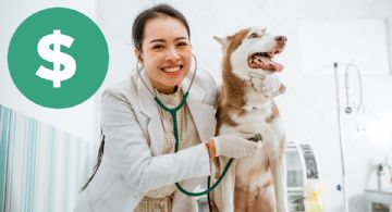 Farmacia del Ahorro y Dr. Simi: ¿Cuánto costarán las consultas a mascotas?