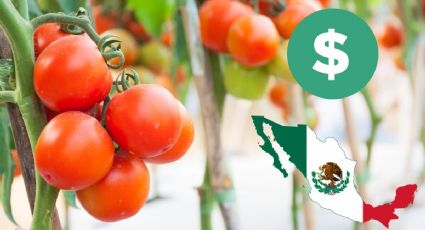 ¿Cuánto incrementará el precio del jitomate tras imposición del 17% de cuota compensatoria?