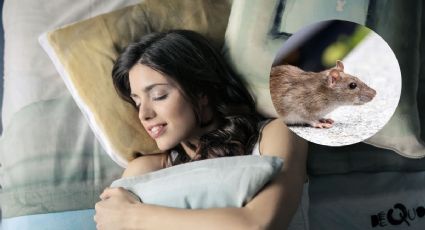 ¿Qué significa soñar con ratones, según la psicología?