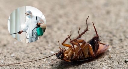 ¿Cómo se eliminan las plagas de cucarachas en la casa, según ChatGPT?