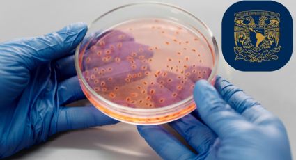 Científicos de la UNAM buscan usar bacterias para degradar plásticos en el mar
