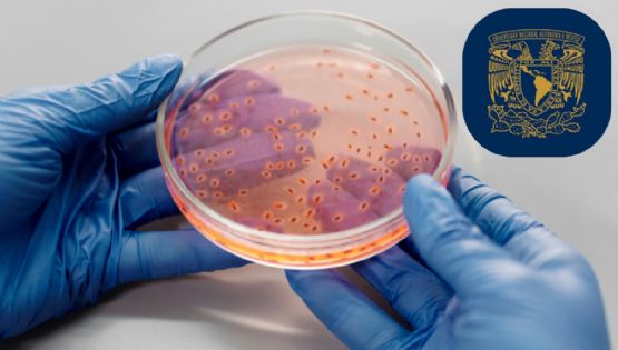 Científicos de la UNAM buscan usar bacterias para degradar plásticos en el mar