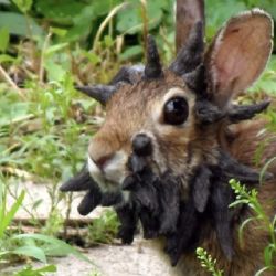 ¿Por qué hay conejos con tentáculos y cuernos en Estados Unidos? Esto se sabe de extraño virus