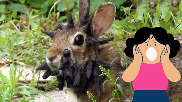 ¿Por qué hay conejos con tentáculos y cuernos en Estados Unidos? Esto se sabe de extraño virus