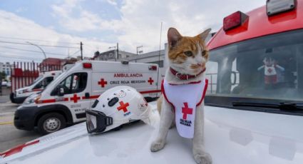 Cruzberto, el gato que la Cruz Roja de Toluca adoptó y hace colecta de alimento para mascotas