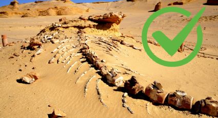 Esta es la especie que vivió en la Tierra hace 400 millones de años y medía ocho metros