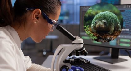 ¿Ser inmortal es posible? Este sería el último ser vivo de la Tierra