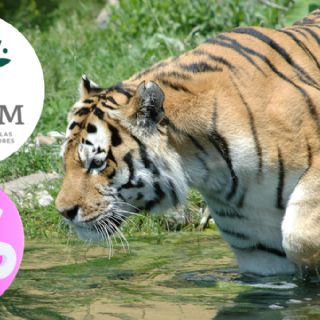 INAPAM: ¿De cuánto es el descuento para adultos mayores en el Turibús a Reino Animal?