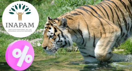 INAPAM: ¿De cuánto es el descuento para adultos mayores en el Turibús a Reino Animal?