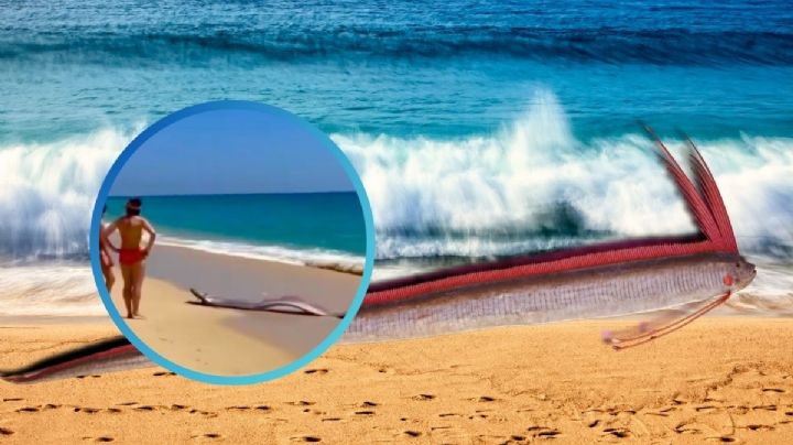 Aparición de pez del fin del mundo en México revive terrible augurio