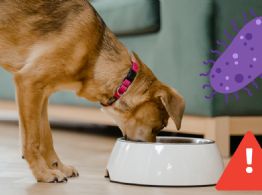 ¡Alerta sanitaria! Lo que debes revisar hoy en el alimento de tu perro por brote de salmonela