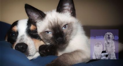 China lanza traductor con IA para perros y gatos: promete entender ladridos y maullidos