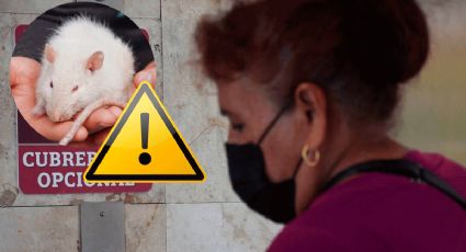 ¿Qué es el Hantavirus, cuáles son sus síntomas y por qué preocupa a la OMS?
